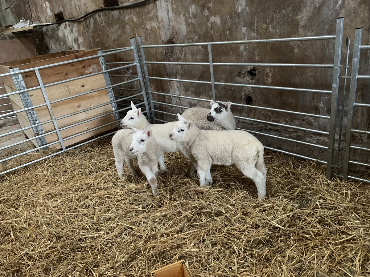 Had a lovey couple hours cuddling and feeding these gorgeous babies today !