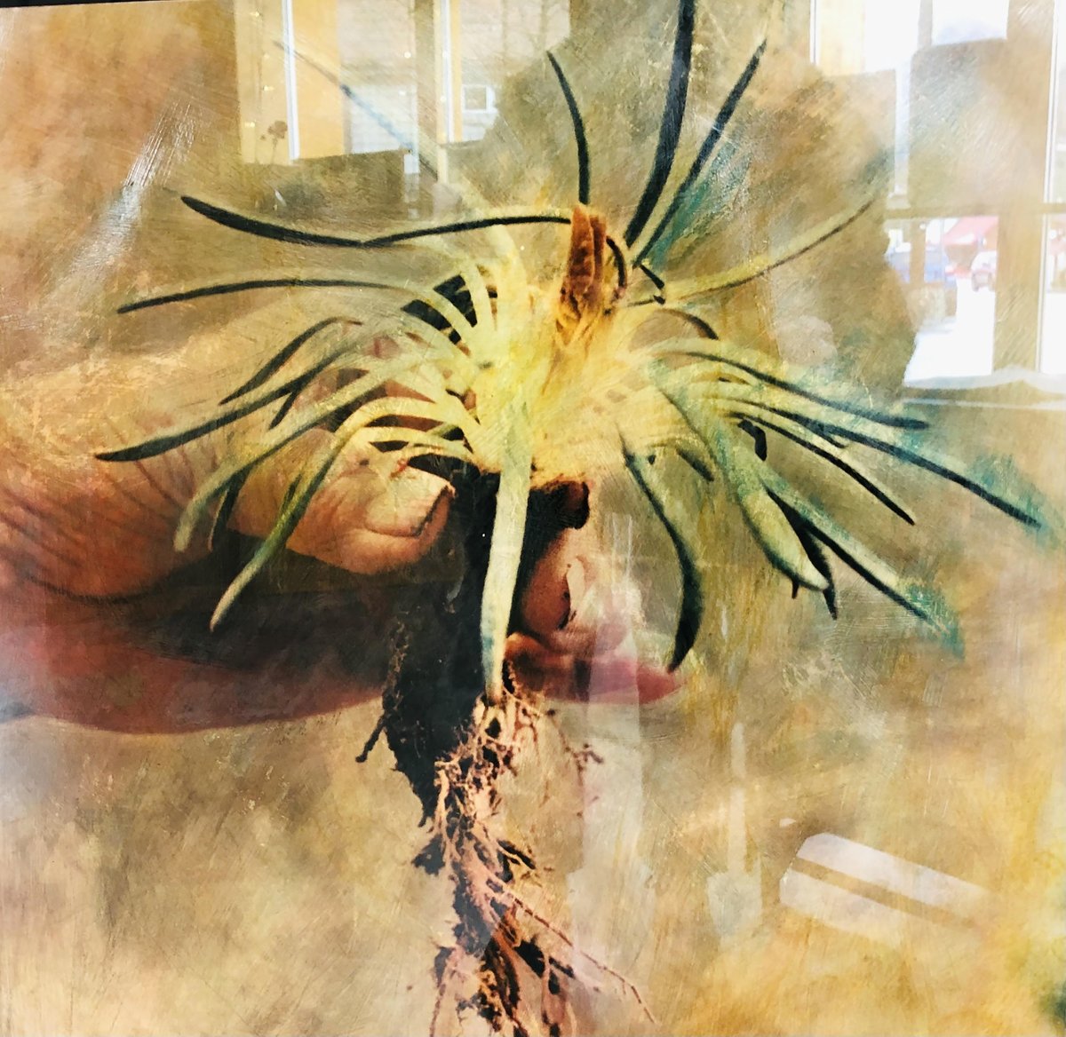methowarts's tweet photo. THURS, APR 28, 5:45PM. Join us an artist reception &amp; presentation by Dr. Michelle Jack titled Heart Songs for the timx (Heart Songs of all Living Things) at Methow Arts in Twisp (corner of Glover St. &amp; 2nd). https://t.co/68mRr5pUOT #methowarts #ncwarts #artgrowshere https://t.co/9858s8m0Na
