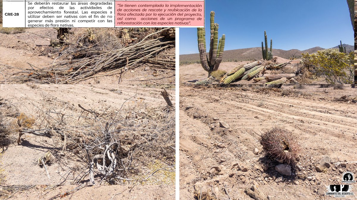 Caminantes del Desierto A.C. tweet media