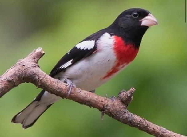 BirdFelter's tweet photo. 🚨🚨 Bird of the week 🚨🚨
The Rose-breasted Grosbeak
These birds can be found in Pennsylvania during breeding. Click the link to learn more: https://t.co/CvghNjVqD9 As always shoutout to https://t.co/PHfjC61yUW for the pics and info. #birds #birding #ornithology #motherfair https://t.co/8kmAVxOp6I