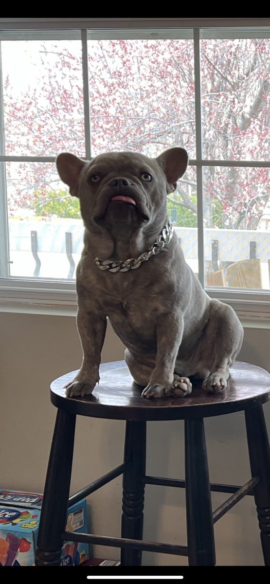 TXFamPups's tweet photo. Bit be just chillin’ 😋 👅 #BitTheFrenchie #TXFam https://t.co/sqVcUfQ0IL