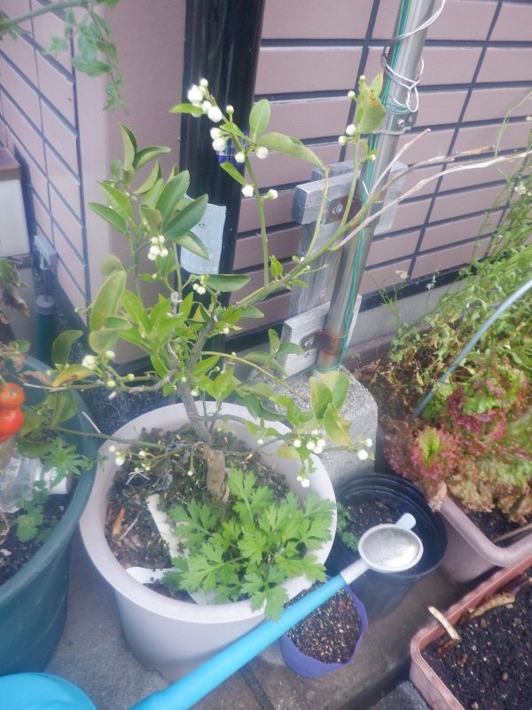 うさ 9 3 コメリで赤ニンニクの種球を買った後 衝動買いで柚子の苗木 を買いました しばらくはプラ鉢で育てようと思っています すでにいくつか実がついているのですが ゆずの育て方のアドバイス頂けたら幸いです T Co H4abwe7x4b Twitter