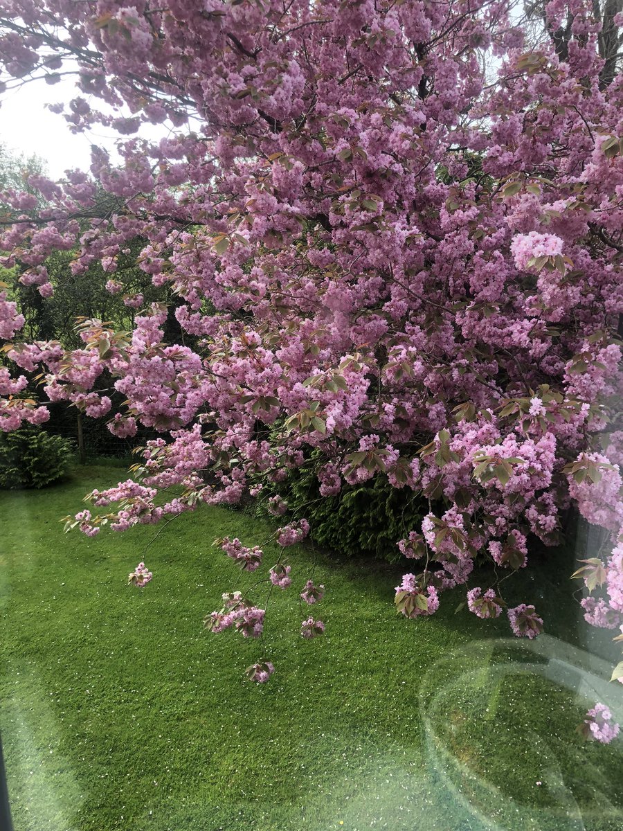 lucyjayneN's tweet photo. The blossom is beautiful - I keep trying to take it in while it is there. The weather has turned a bit blowy and rainy so not sure how long it will last!! https://t.co/WOy2zmRQOk