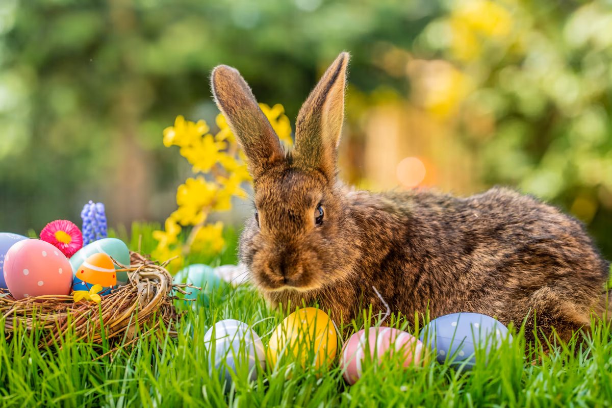YoungMusicians's tweet photo. https://t.co/P1lmu9T93A
"Hop" you had wonderful Easter full of hope for a new season.
#Easter #Music #Spring https://t.co/h7tWJ4SRne