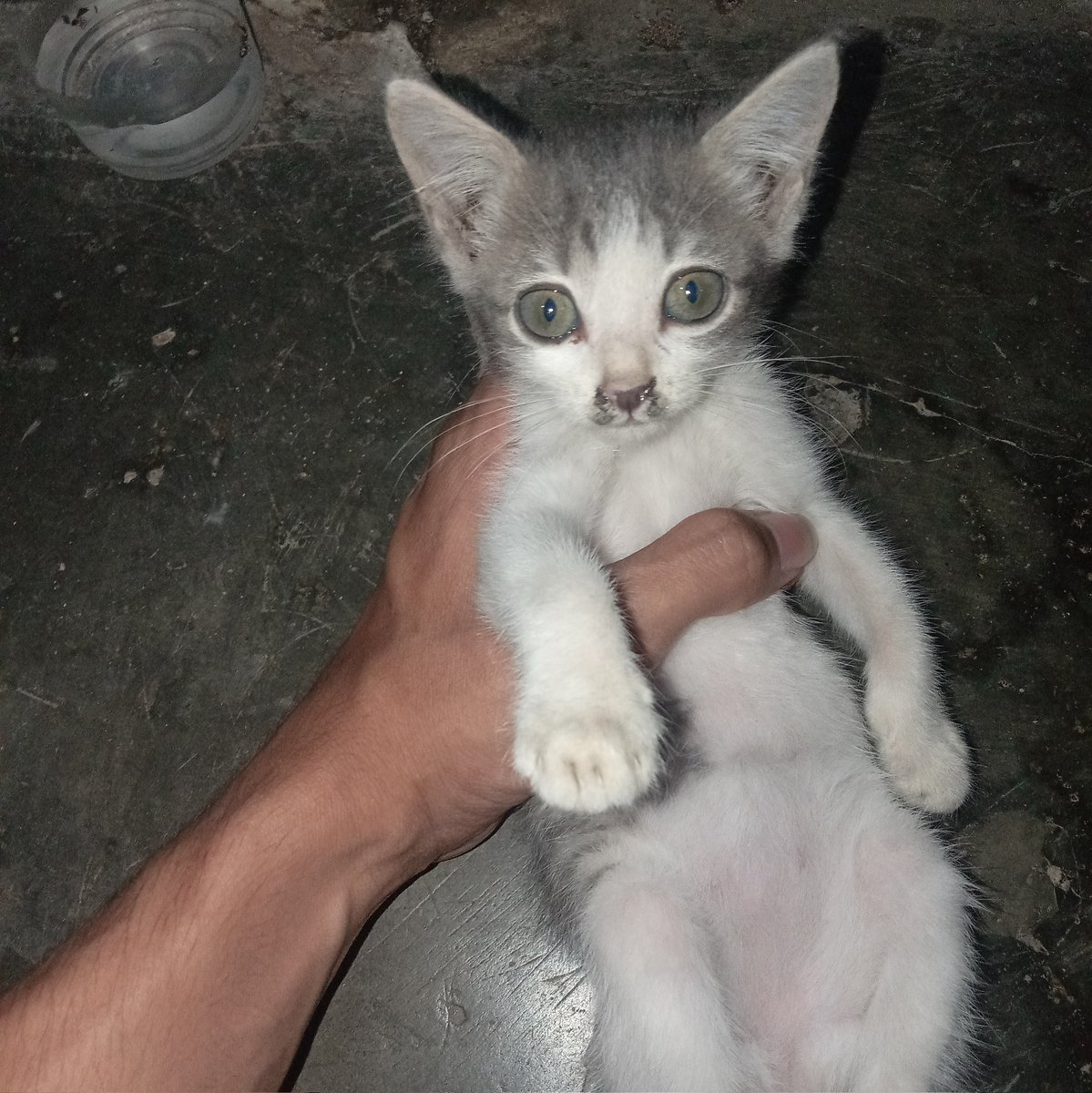 luthfihkm_'s tweet photo. acil kucing sholehah https://t.co/2joTKZJgR7