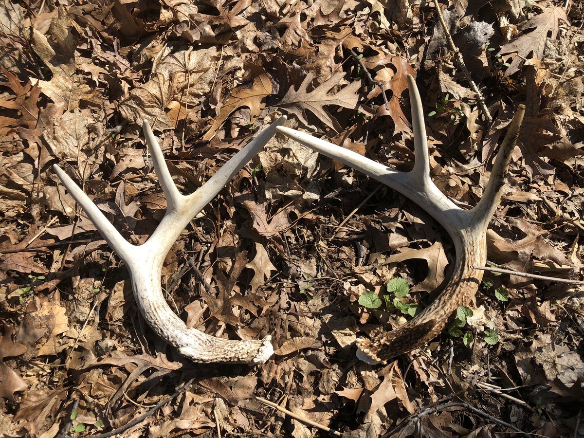 findnsave1776's tweet photo. Check out my new video! “Metal Detecting LOCAL Woods and Deer SHED Find!” https://t.co/WvwxCQwb0J #metaldetecting #savinghistory #preservinghisory #garrettatmax #deershed #treasurehunting #relichunting https://t.co/YacXmugE9s