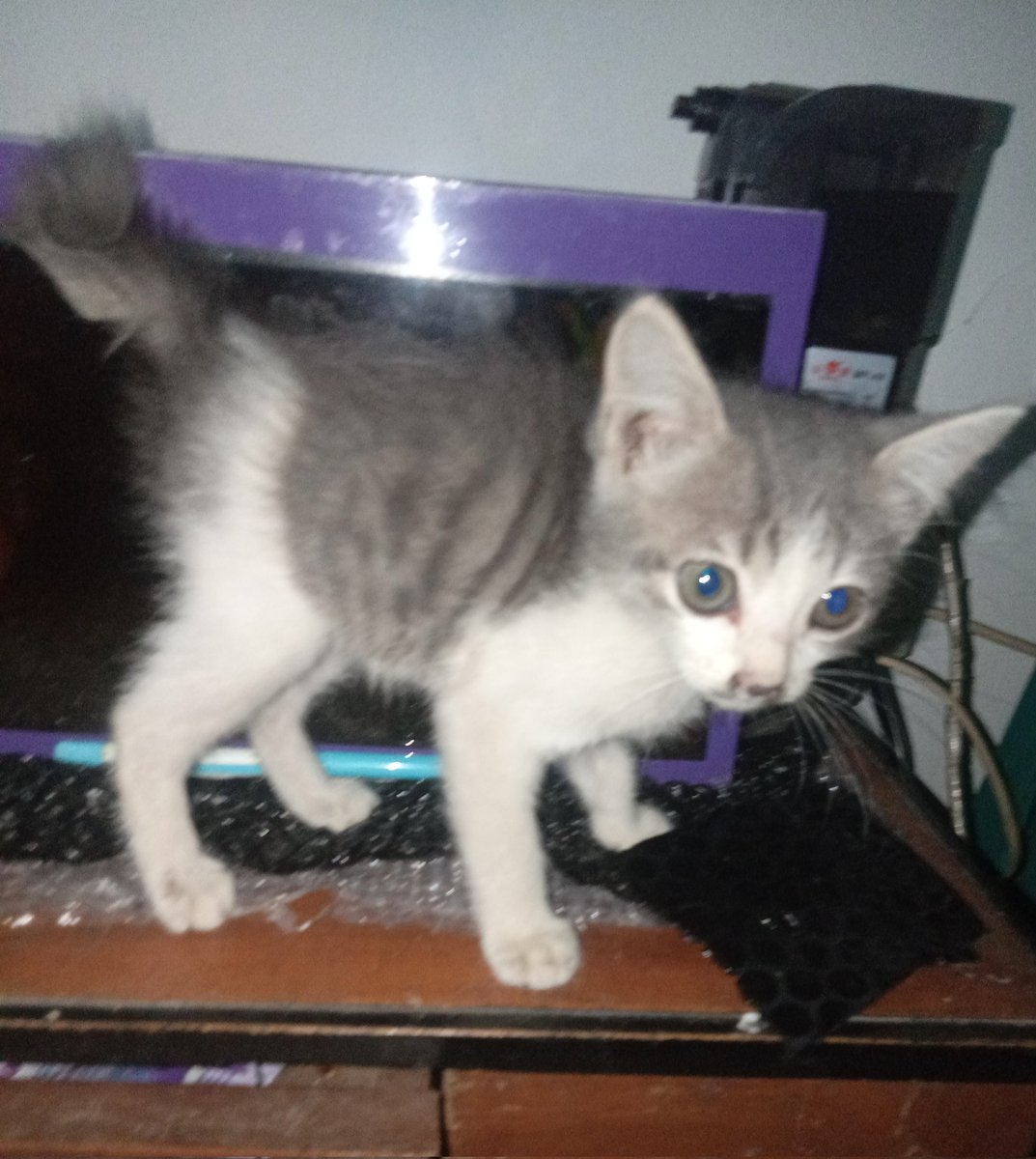luthfihkm_'s tweet photo. acil kucing sholehah https://t.co/2joTKZJgR7