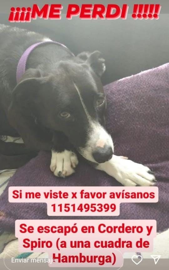 insofisticada's tweet photo. Me ayudan con un RT? Hay una familia en Adrogué desesperada por encontrar a Salomé 🥺 gracias por la ayuda ❤️ https://t.co/g0ALIJsv2G