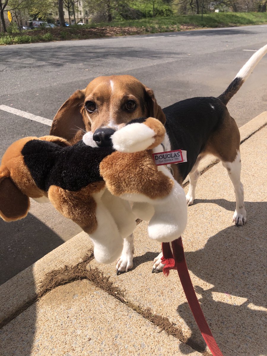 SarahforALX's tweet photo. It was such a nice day, Desmond wanted to bring Douglas along for the walk! #beagle #alexandriava #walkwithafriend https://t.co/eq43FAcwhm