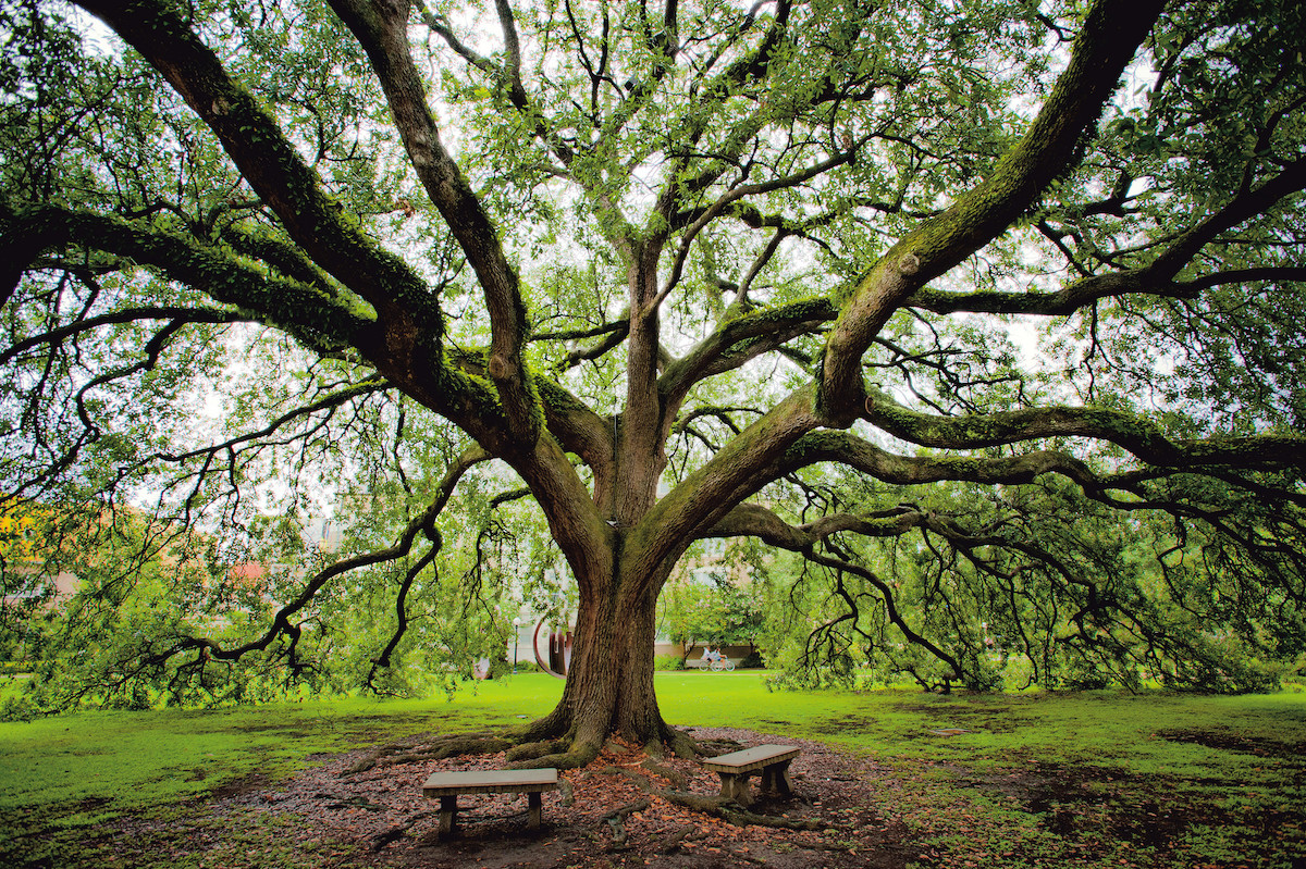 Tulane's Mardi Gras Bead Tree – New Orleans, Louisiana - Atlas Obscura