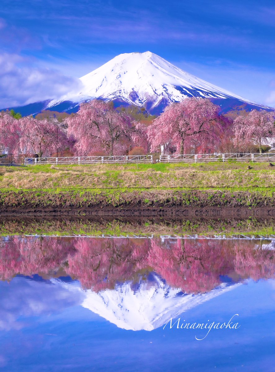 minamigaoka1107's tweet image. おはようございます。
昨日撮影した枝垂れ桜です。
反転しても分からない程の逆さ富士でした。
使用filter
マルミ
EXUSサーキュラーPL Mark II
リバースNDフィルターGND4
#富士山
#逆さ富士
#枝垂れ桜
#マルミフィルター