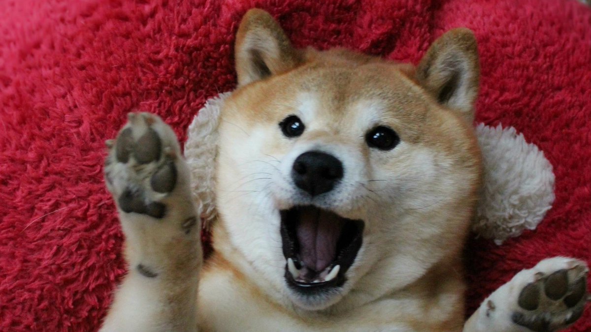 DogecoinFdn's tweet image. Wow!
Speechless! 

Thank you @MyDogeOfficial for this incredibly generous 1,000,000 Dogecoin tip!

It's been amazing to see the community reenergised this past year and projects like yours spring up. We love everything you've been doing! 

#TippingTuesday