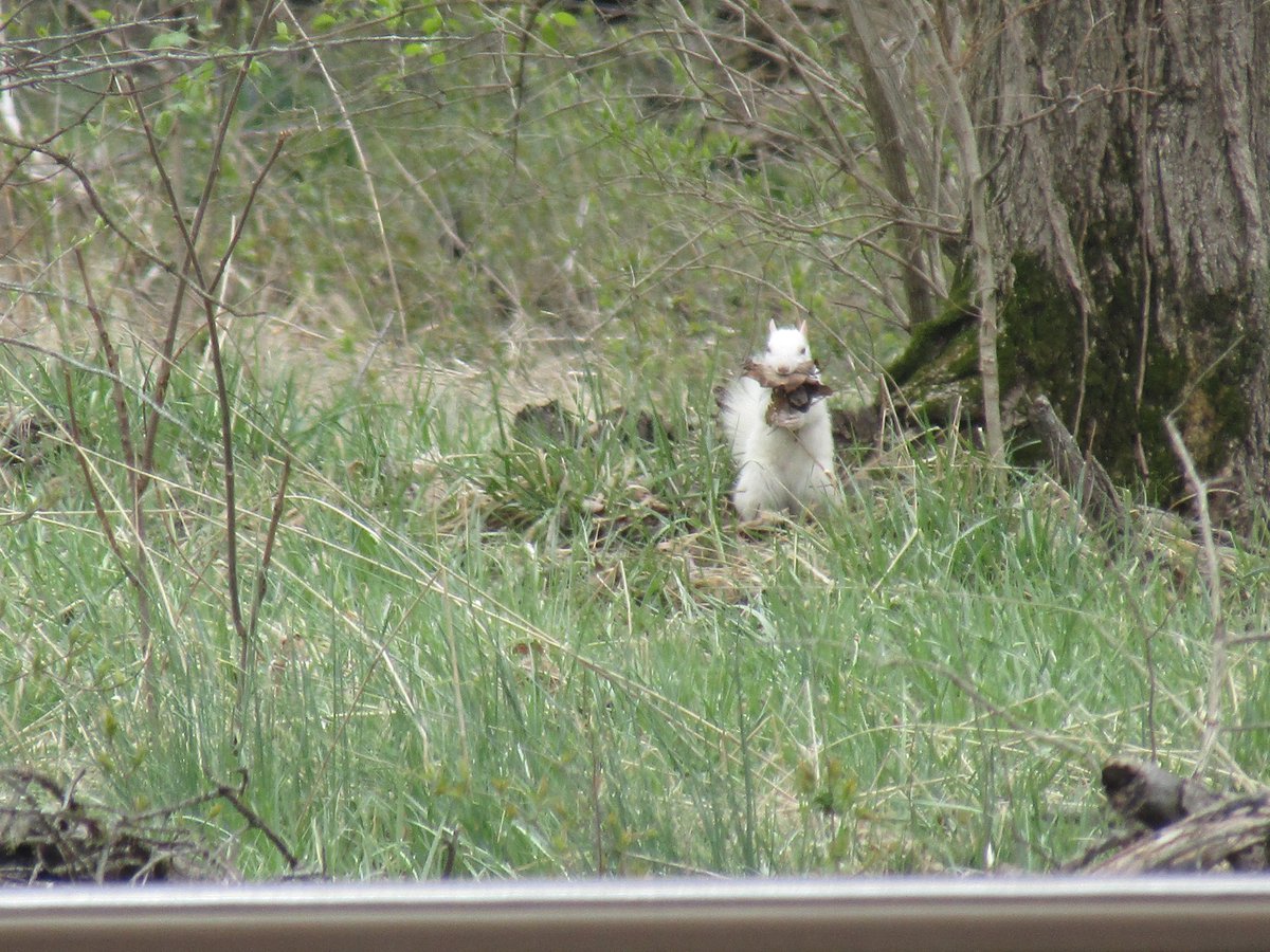 centralcardcade's tweet photo. Railfanning and a squirrel with "Me and the Boys!!" https://t.co/oyCLti5yLs