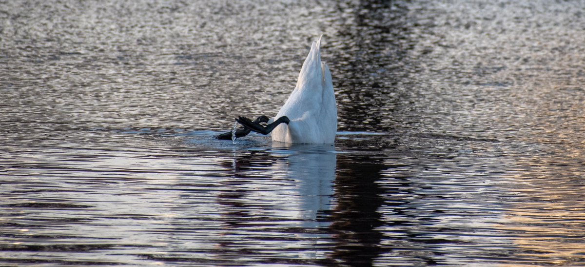 *sees paparazzi #boston #photography #nft #charlesriver #swan #boston #bostonma #camera #nikon #nikond5600 #happy 

Nikon D5600