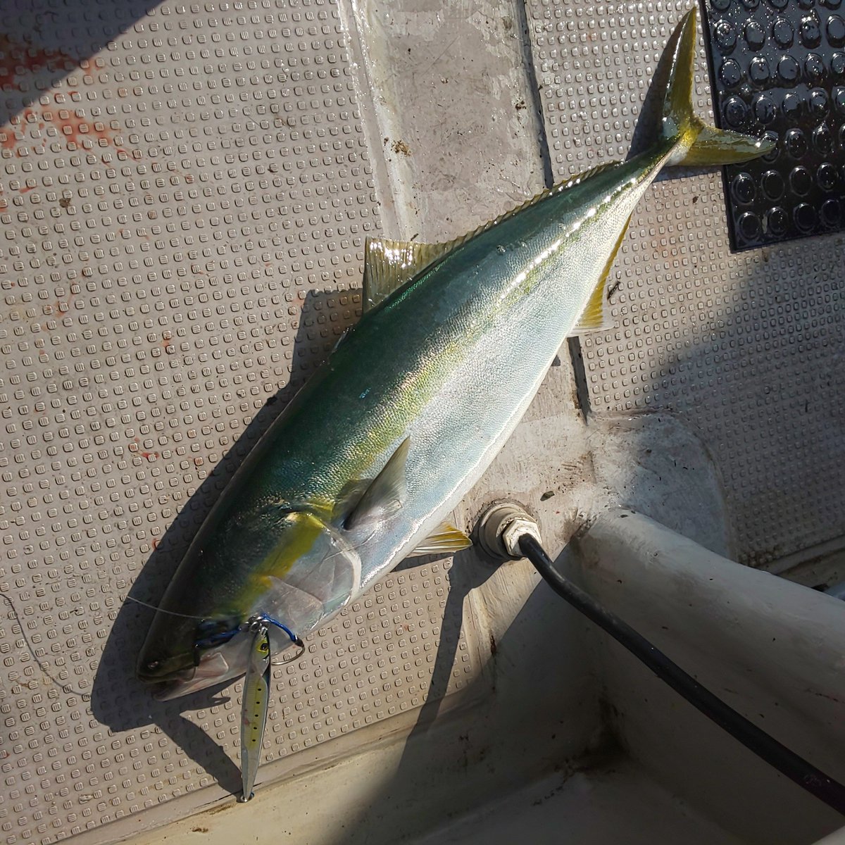 ikatamu's tweet photo. 早々にメジロが釣れた😁✨✨さらにメジロ追加🐟️
根魚ポイントではオニカサゴとガシラさん😃🎵
#ジギング #オフショア
#テイルウォーク #eranwidepowerplus #jigforce #JIGFORCESSD
#ジャッカル #BambluzJig
#リトルジャック #METALADICTtype04
#メジロ #オニカサゴ #ガシラ https://t.co/LE2EHxWC3r