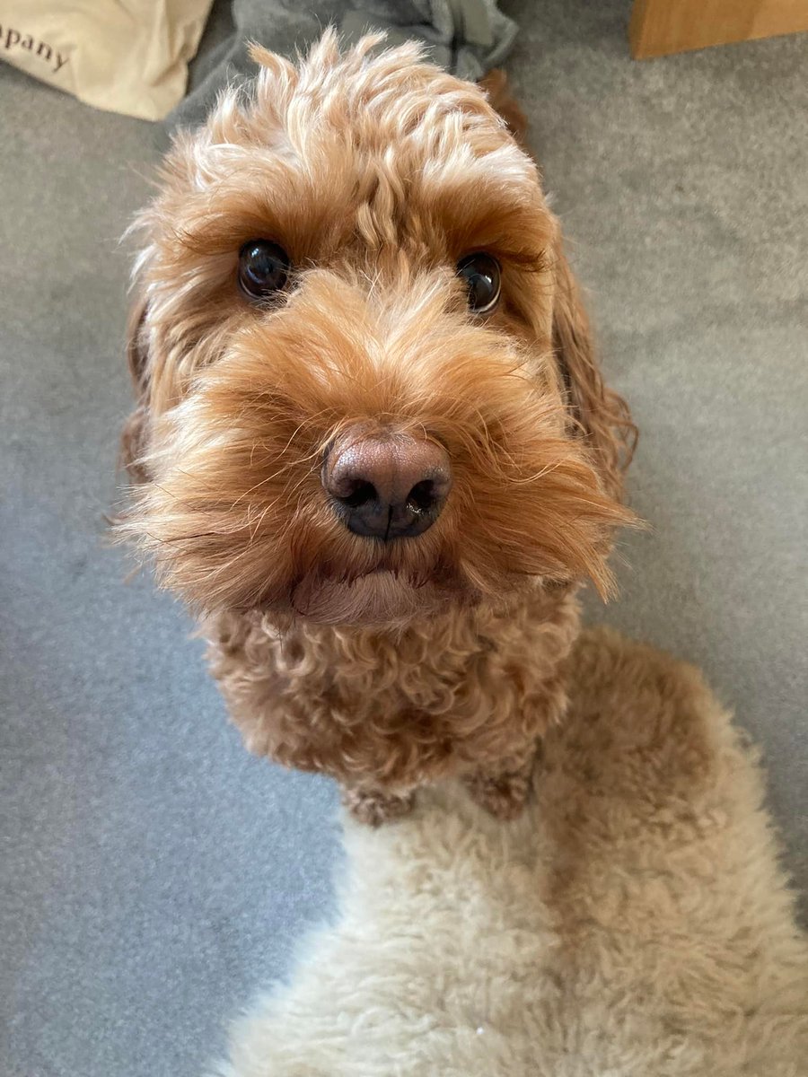 The_Animal_Team's tweet photo. #MissingDog from #BeefordRoad #SkipseaBrough #EastRiding #YO25 area, 19/4/22. She's not familiar with the area & will be in a state of panic. As ever,💥PLEASE DON'T CHASE/SHOUT/CALLETC💥☎️07817602252 or 07810813625 with any information. https://t.co/TfxKHCRl7F #LostDog #dogs https://t.co/yyFHDbdBto