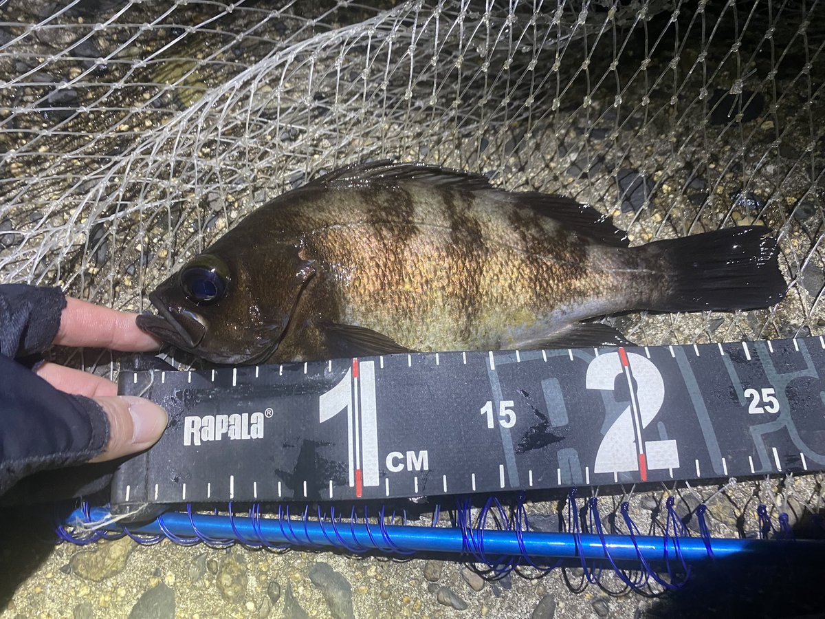 chikamori0403's tweet photo. 北風爆風。風裏ポイントでメバル頑張ったら釣れる釣れる！
大小入れたら10匹釣れました😌
サイズがいい2匹はお持ち帰り！
#YAMAGABlanks
#BlueCurrent3 
#ソアレXRC2000SSPG 
#四日市メバル https://t.co/ctzuoKxOsz