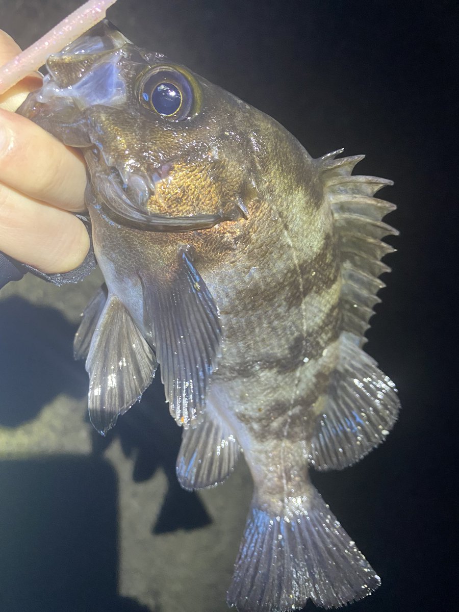 chikamori0403's tweet photo. 北風爆風。風裏ポイントでメバル頑張ったら釣れる釣れる！
大小入れたら10匹釣れました😌
サイズがいい2匹はお持ち帰り！
#YAMAGABlanks
#BlueCurrent3 
#ソアレXRC2000SSPG 
#四日市メバル https://t.co/ctzuoKxOsz