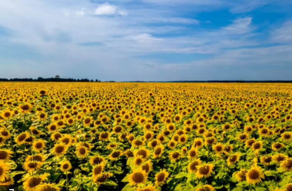 As a child when going on holiday, we used to drive through fields of thousands of sunflowers. Today went to two supermarkets in #London, and no #SunflowerOil to be found anywhere.🤔 Which alternative oil do you use for everyday cooking? #OilShortage #FirstWorldProblems #Sunflower