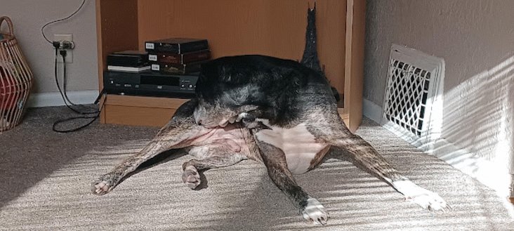 BuddyRalphio's tweet photo. Time for another #BuddyTalks
Do your pawrents ever complain that they have to turn the volume up on the TV because you lick yourself too loud? Is it just me? I say #LetMeLick๐ https://t.co/cbxEzpXh6R
