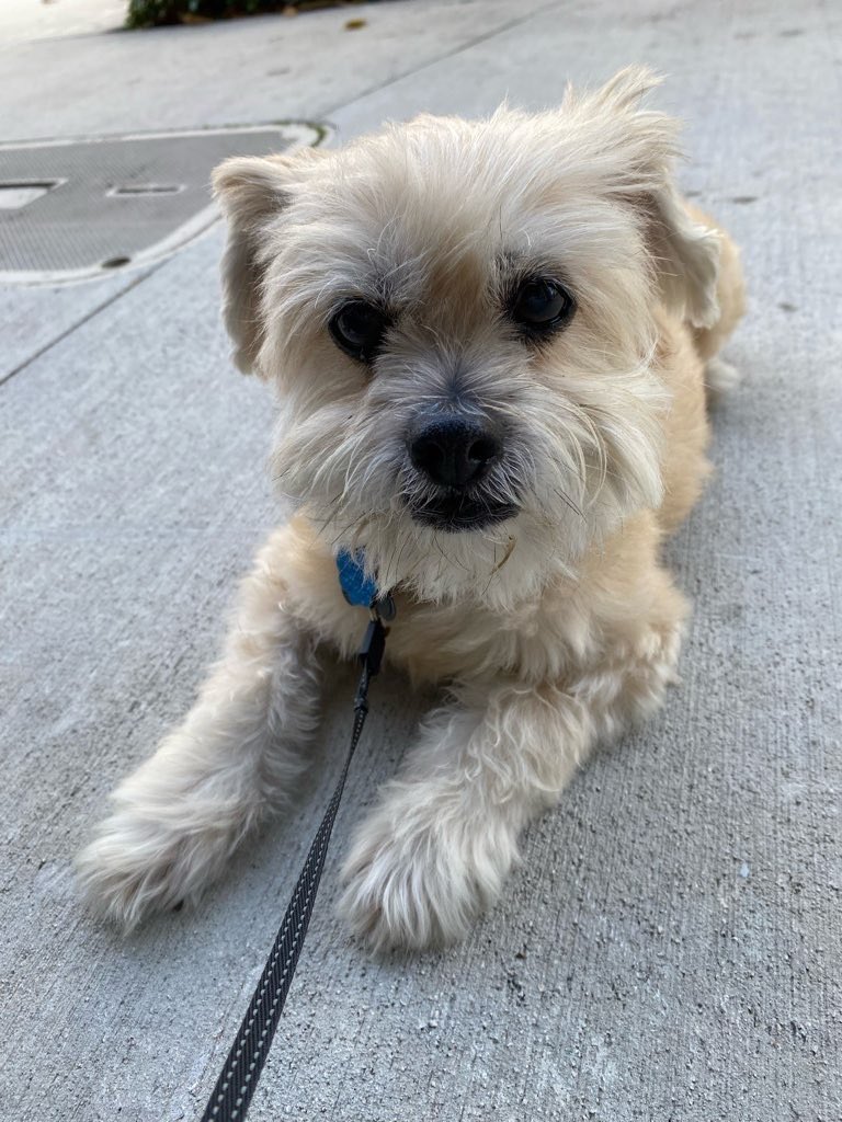 ChiwedeesDaily's tweet photo. Refusing to go in from my walk because mom says I need a bath 😭 #stinky #seniordog https://t.co/CpXgSlSyE9