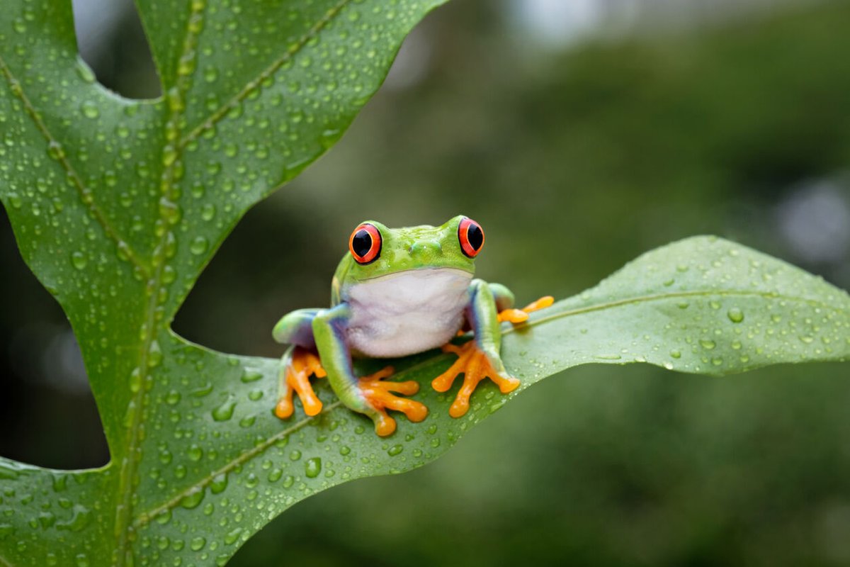 crittercrawlers's tweet photo. Red-eyed Tree Frogs derive their names from their very distinctive eyes! Did you know, their toes have suction cups that help them stick to the undersides of leaves!
#crittersandcrawlers #insects #pets #reptiles #liveinsects #livefeederinsects #livefeeders #petfood #livepetfood https://t.co/8PdCZbSIOi