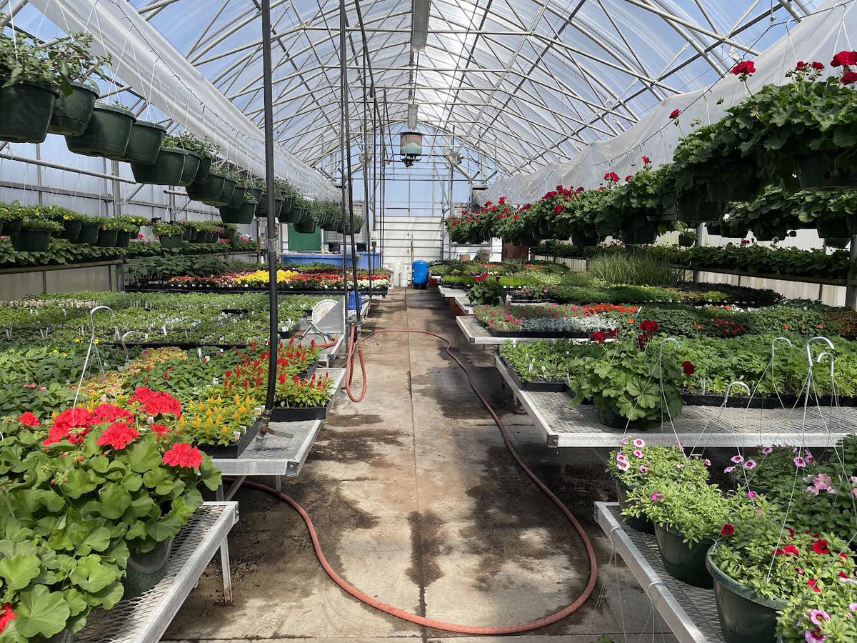 MuscatineFFA's tweet photo. Our greenhouse opens this Friday from 7:30a to 6p.  We accept cash, checks, or credit card.  Our students have been working hard and are looking forward to assisting our customers again in a fully in-person plant sale! https://t.co/5NSJbCHoEA