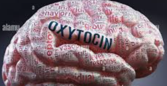 ecalixto's tweet photo. MAS oxitocina nos hace MAS agradecidos y empáticos. A lo largo de la vida, solemos disminuir la dopamina e incrementar la oxitocina, por ello: la experiencia y la edad nos trae mejores relaciones. 

#NeuroTuit https://t.co/4PJ8xaTEbF