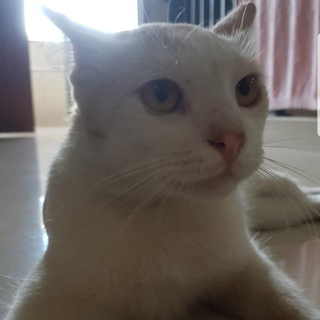 BoncerChloe's tweet photo. One of the remainings of our family...❤️

#cat #cats #CatsOfTwitter https://t.co/hIkTu8irLR