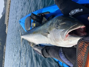 カヤックフィッシングでヒラマサ150cm 40kg釣れる 長崎県対馬 Il Pescaria