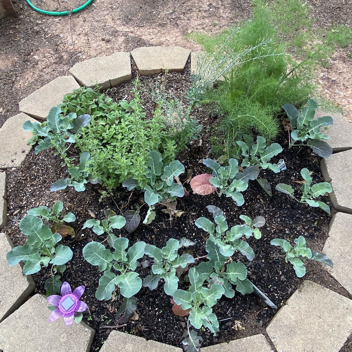 BowsherKimberly's tweet photo. Our garden🥕🧅🥒🫑🥬🥦🍅is growing! Can’t wait to get more planters, chicken coop &amp; a fence. 😊 #EarthDay2022 #garden #agriculture #farmers #LearningSproutsToo #riverselementary 
@JohnWallerEdD @melsithole @dan_a_sims @APSFacilities @apsupdate @DrLisaHerring https://t.co/2PGK7vpp6U