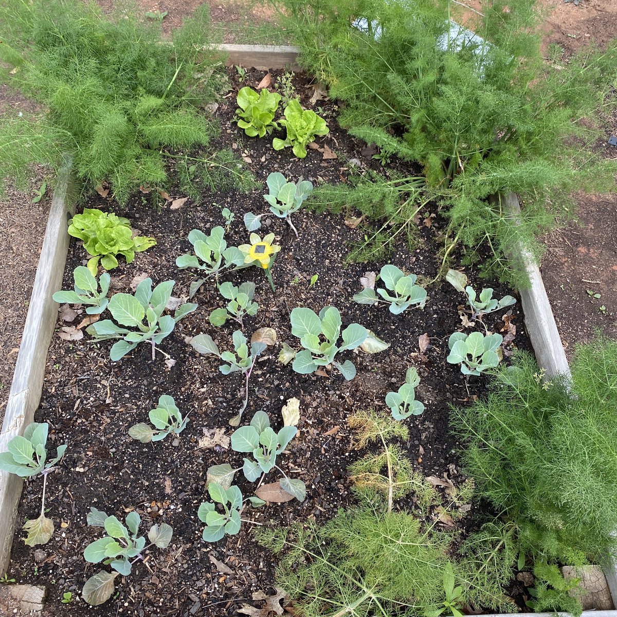 BowsherKimberly's tweet photo. Our garden🥕🧅🥒🫑🥬🥦🍅is growing! Can’t wait to get more planters, chicken coop &amp; a fence. 😊 #EarthDay2022 #garden #agriculture #farmers #LearningSproutsToo #riverselementary 
@JohnWallerEdD @melsithole @dan_a_sims @APSFacilities @apsupdate @DrLisaHerring https://t.co/2PGK7vpp6U