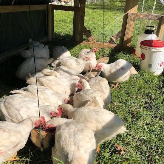 For our Faces of Local this month we talked to James Smith of Woven Roots Farmstead and Kathy Phillips, who is helping an Afghan refugee family resettle in Black Mountain. They connected to get live chickens to process according to halal. Read on fromhere.org.