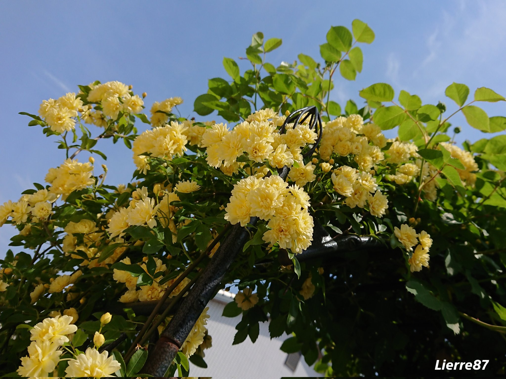 花りえーる87 モッコウバラ 木香薔薇 花言葉 純潔 初恋 素朴な美 あなたにふさわしい人 空に映える素朴な美は あなたにふさわしい Good Morning T Co X2t8uqrv8j Twitter