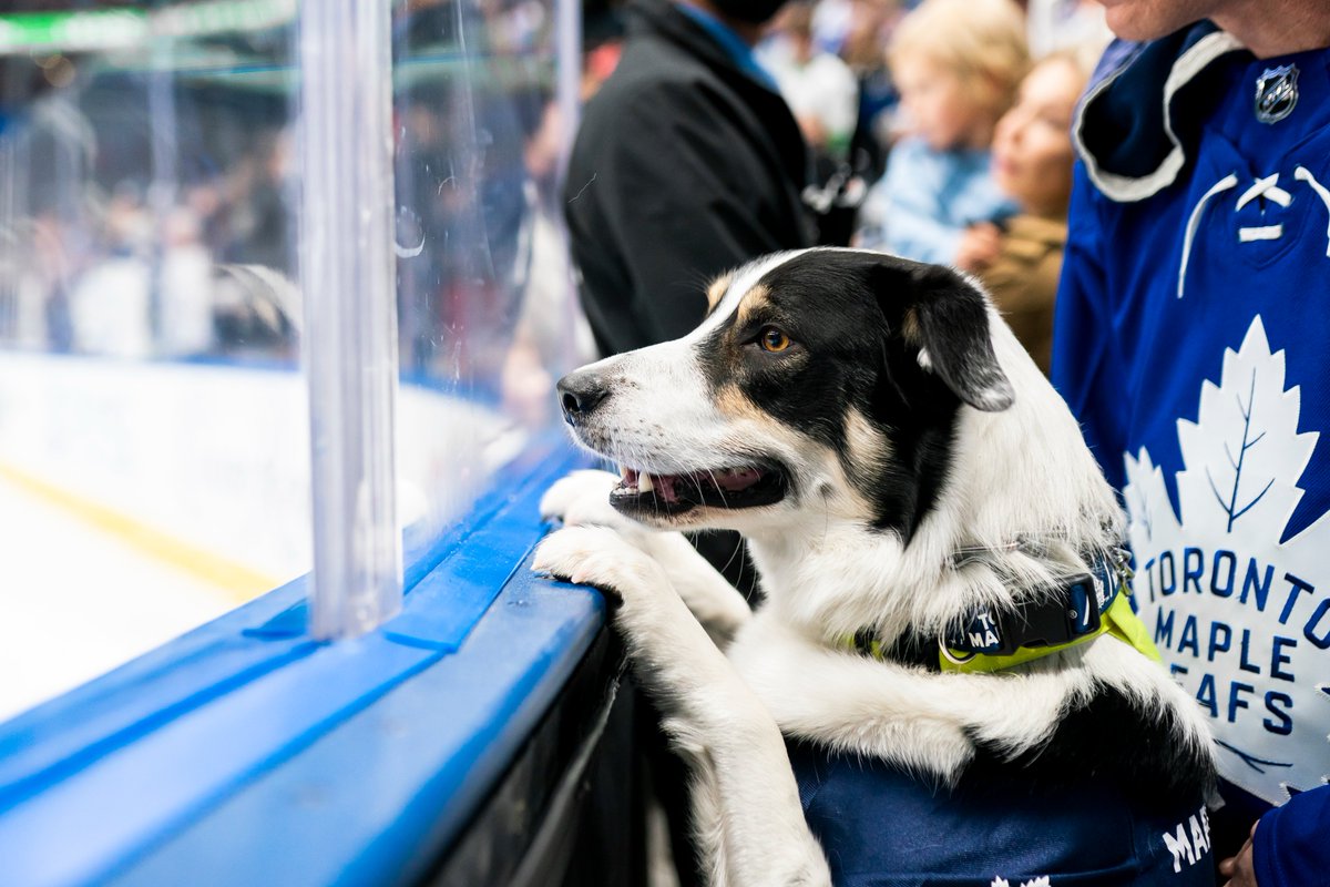 MapleLeafs's tweet photo. What the dog doin? https://t.co/hNzzoBEtpy