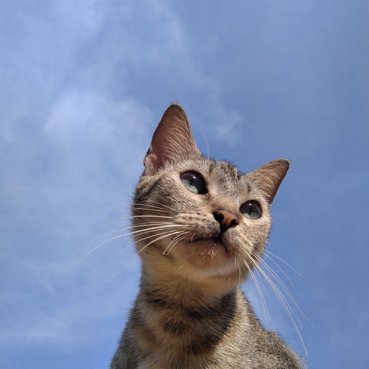 pigeonca_old's tweet photo. Posing so bright and glowing.🍓🍞
#CatsOfTwitter #cats #spring https://t.co/VxqvXBTPGY