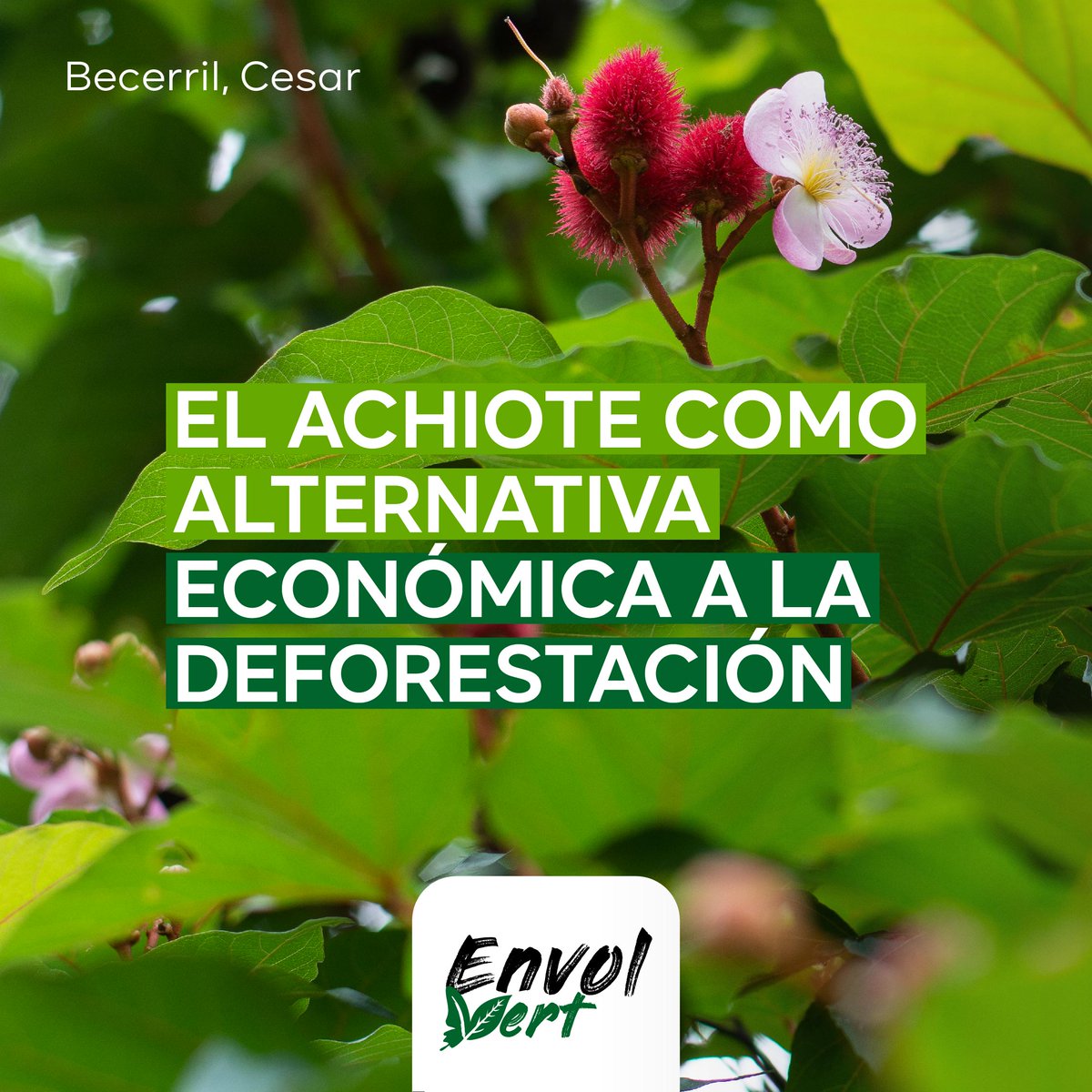 EnvolVertLatino's tweet image. 😍El achiote😍

La semilla del achiote es un producto del bosque que fortalece la economía campesina en Becerril, Cesar, y además aporta a la conservación del Bosque Seco Tropical y su biodiversidad 🙌✅

#EnvolVert #BosqueSecoTropical