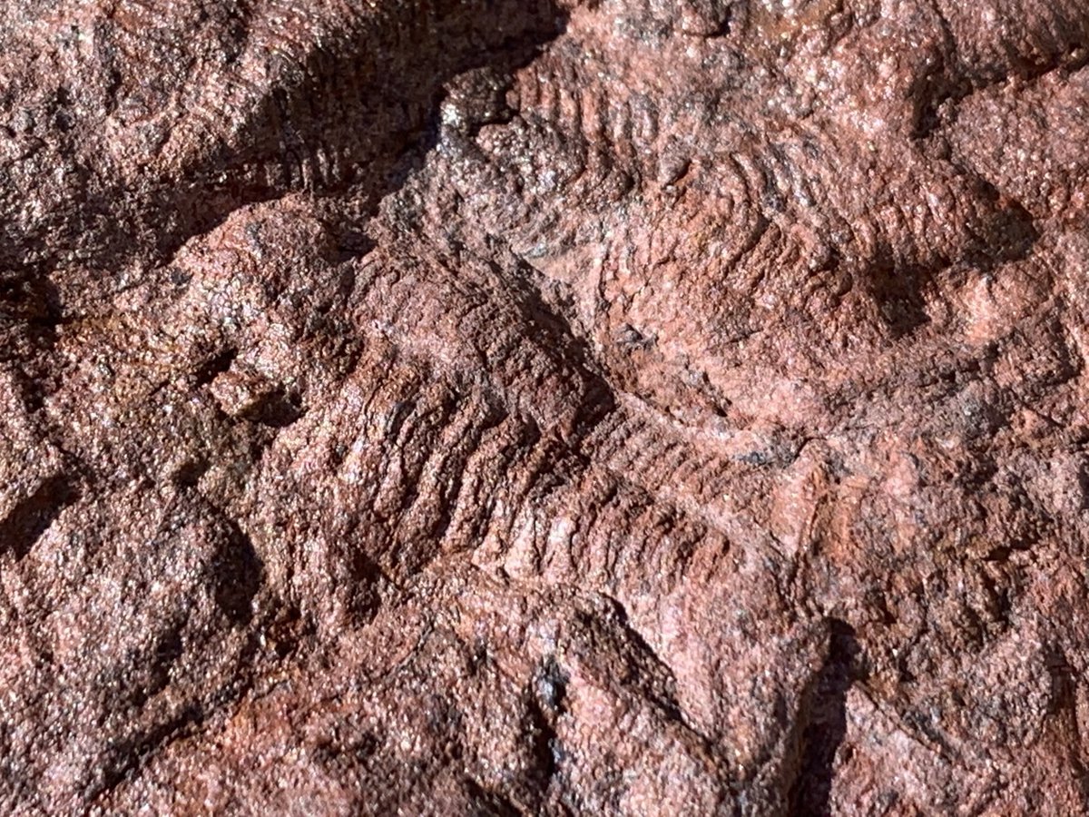 dr_dappleton's tweet photo. #TrilobiteTuesday offers up this lovely #mortalityplate of countless #trilobites from Morocco #trilobite #fossil #fossils #paleontology #extinct #NaturePhotography #nature https://t.co/ys2hYsblA7