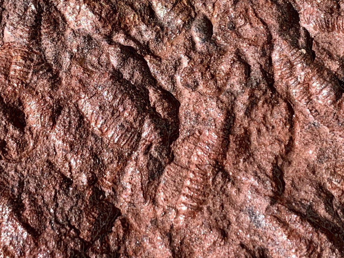 dr_dappleton's tweet photo. #TrilobiteTuesday offers up this lovely #mortalityplate of countless #trilobites from Morocco #trilobite #fossil #fossils #paleontology #extinct #NaturePhotography #nature https://t.co/ys2hYsblA7