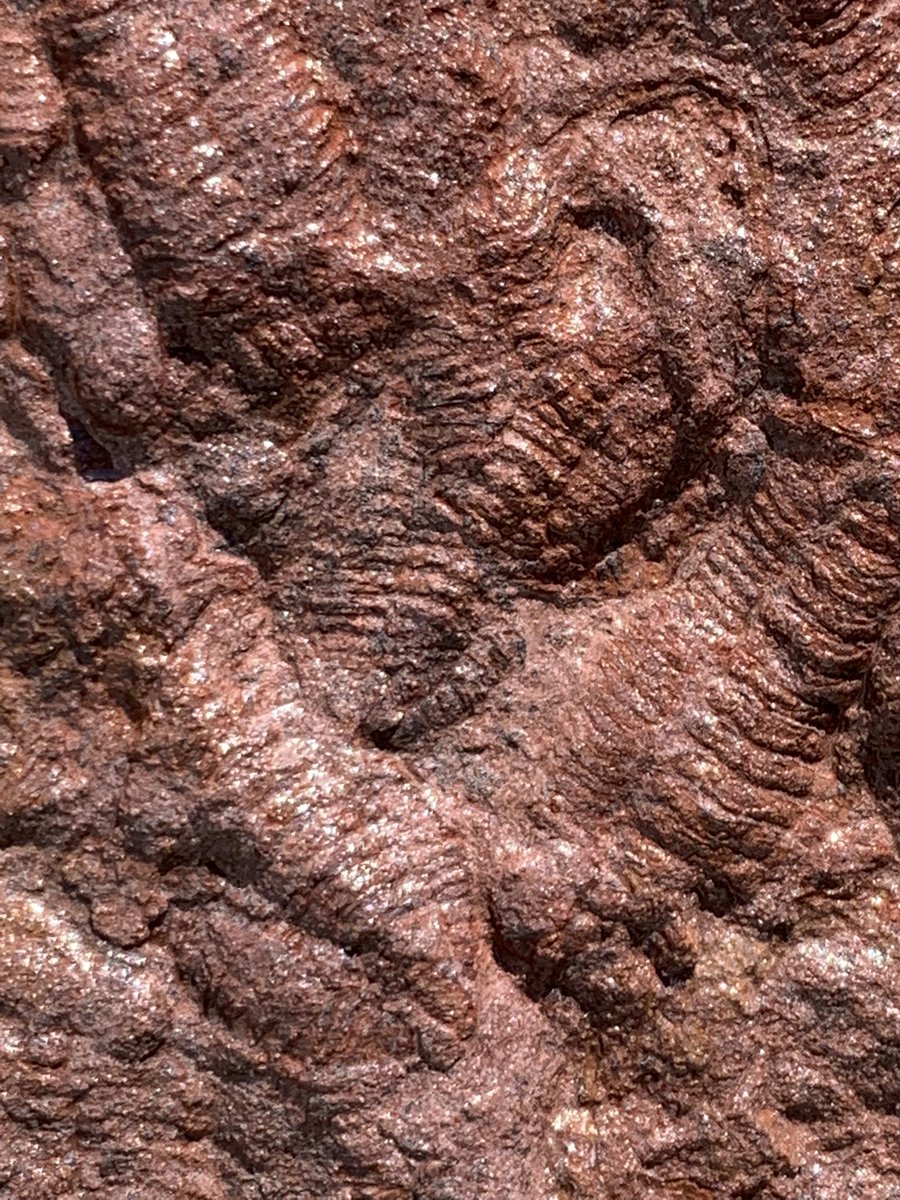 dr_dappleton's tweet photo. #TrilobiteTuesday offers up this lovely #mortalityplate of countless #trilobites from Morocco #trilobite #fossil #fossils #paleontology #extinct #NaturePhotography #nature https://t.co/ys2hYsblA7