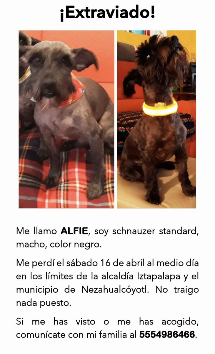 S.O.S. Se perdió Alfie. Por favor amplifíquenos este twitt para que llegue a mucha gente. RT 🙏