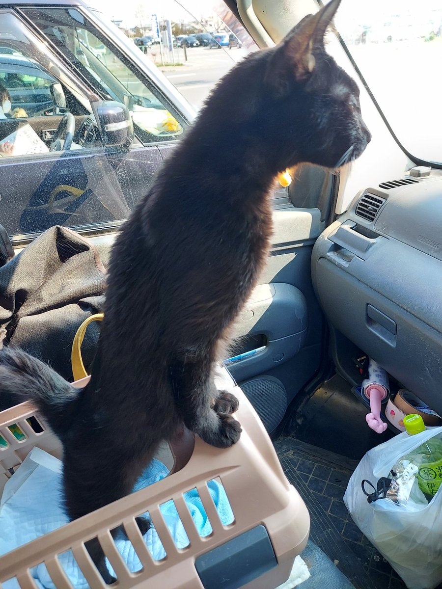 猫カフェfivecats ファイブキャッツ 青森にある猫カフェ 子猫のへや