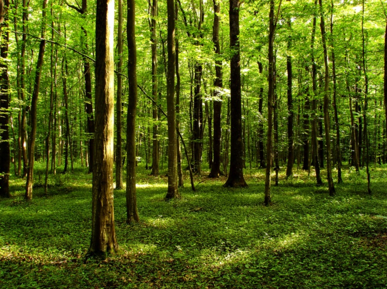 GLOBAL_LOCAL_jp's tweet image. 本日は【5の付く日ポイント5倍DAY】
event.rakuten.co.jp/campaign/card/…

#山菜取り シーズン真っ盛りです🎉⛰️⛰️⛰️
山を歩くのって気持ち良いですし、ついでに道端に生えている #山菜 、意外とかんたんに沢山採れますよ✋
item.rakuten.co.jp/masao-s/c/0000…

#globalandlocal 
 #天ぷらで食べたい #塩で食べたい