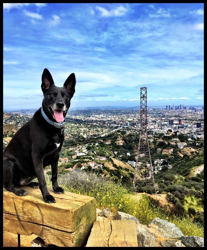 Omundson's tweet photo. 5 years ago today was the last time I was able to hike Runyon Canyon with my beautiful #LuckyLucy  Just 10 days  later, I would have the massive stroke that almost killed me. Every step I’ve fought to take since then is  to get strong enough to climb back there #SuckItStroke https://t.co/GnhAQjUNkf