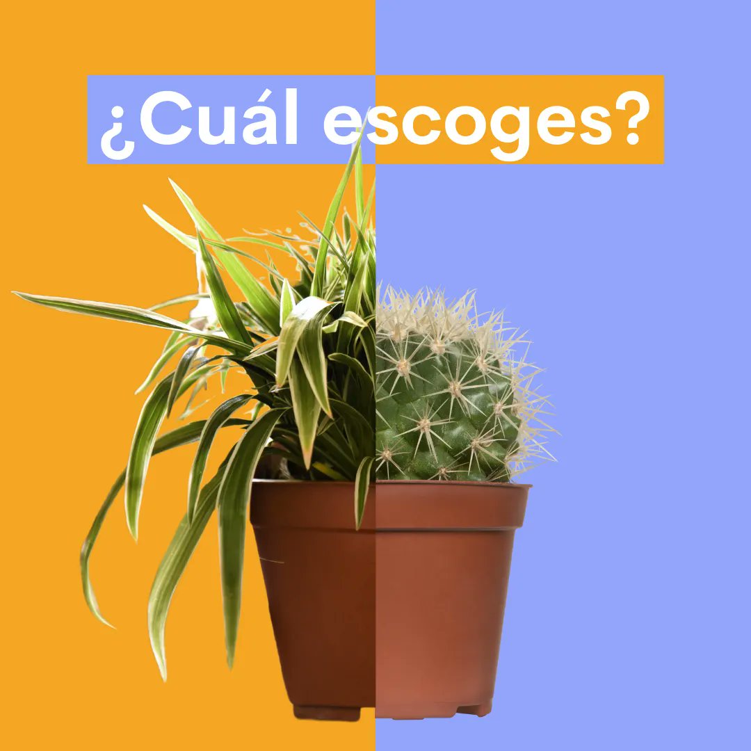 OLIO en Español tweet media