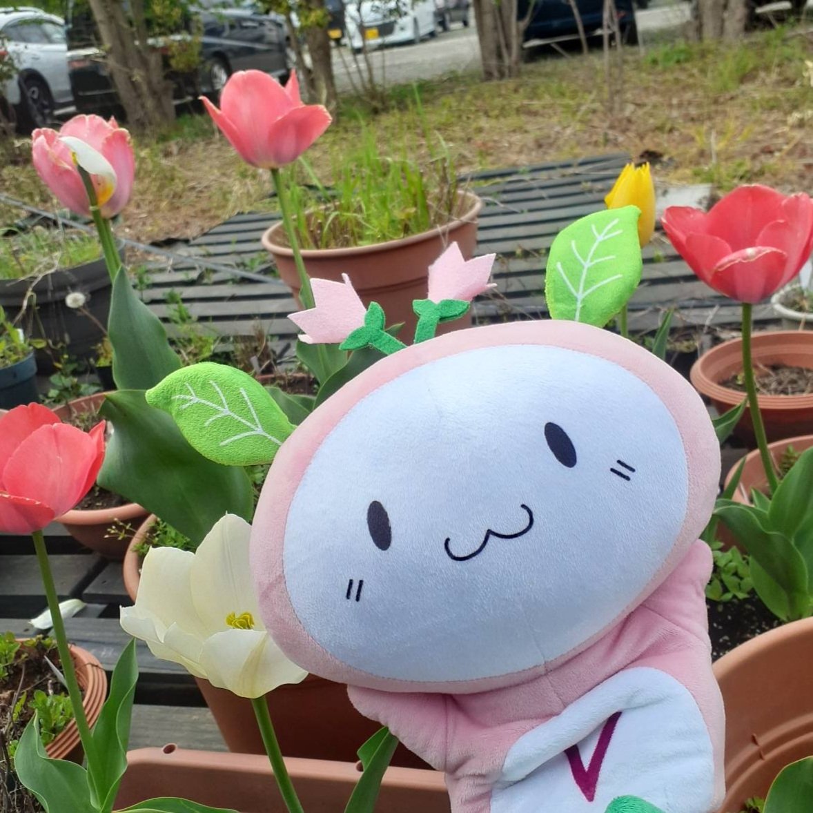 تويتر べねたむ 公式 على تويتر たむたむ 佐倉ハーブ園に行ったたむ そしたら チューリップが咲いてたたむ みんなは 赤 白 黄色 どの色のチューリップが好きたむ ハーブ ハーブ園 チューリップ 花 べねたむ ラフマ 佐倉市 千葉県 تويتر べねたむ 公式 على تويتر たむたむ 佐倉ハーブ園に行ったたむ そしたら チューリップが咲いてたたむ みんなは 赤 白 黄色 どの色のチューリップが好きたむ ハーブ ハーブ園 チューリップ 花 べねたむ ラフマ 佐倉市 千葉県