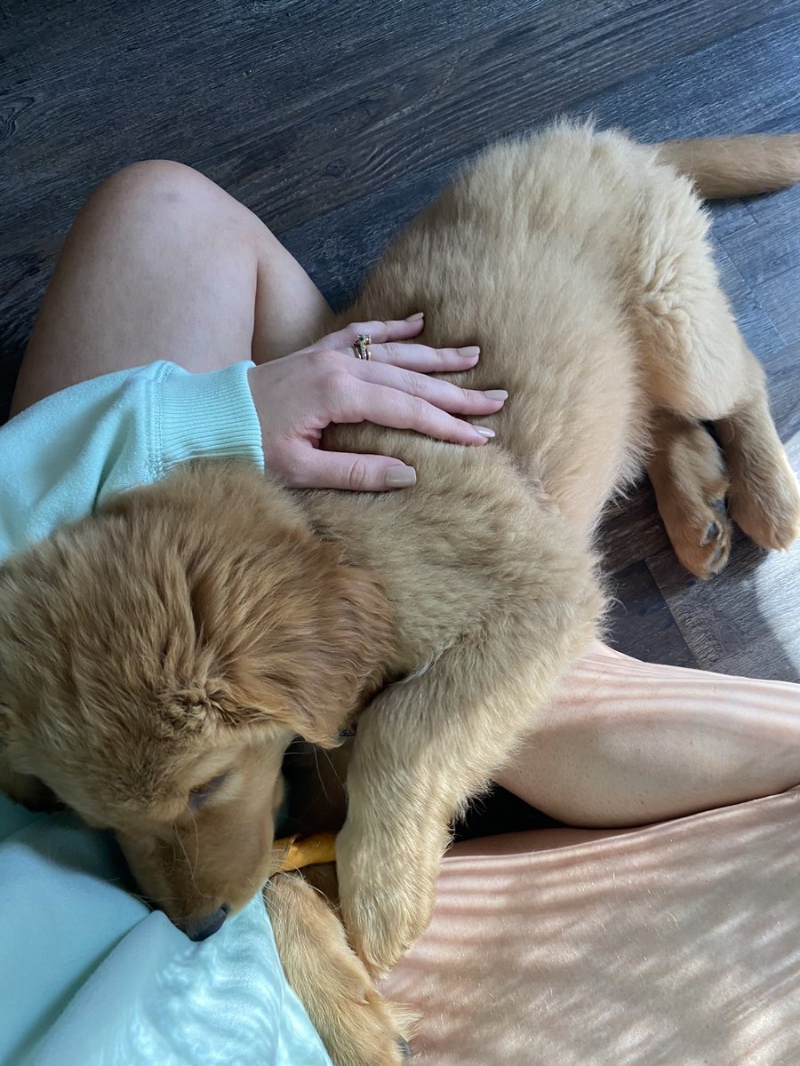 steeleygoose's tweet photo. Help! he’s getting so big 😭😭 #Romeo #romedawg #ourfirstborn https://t.co/ZleQdFXgyz