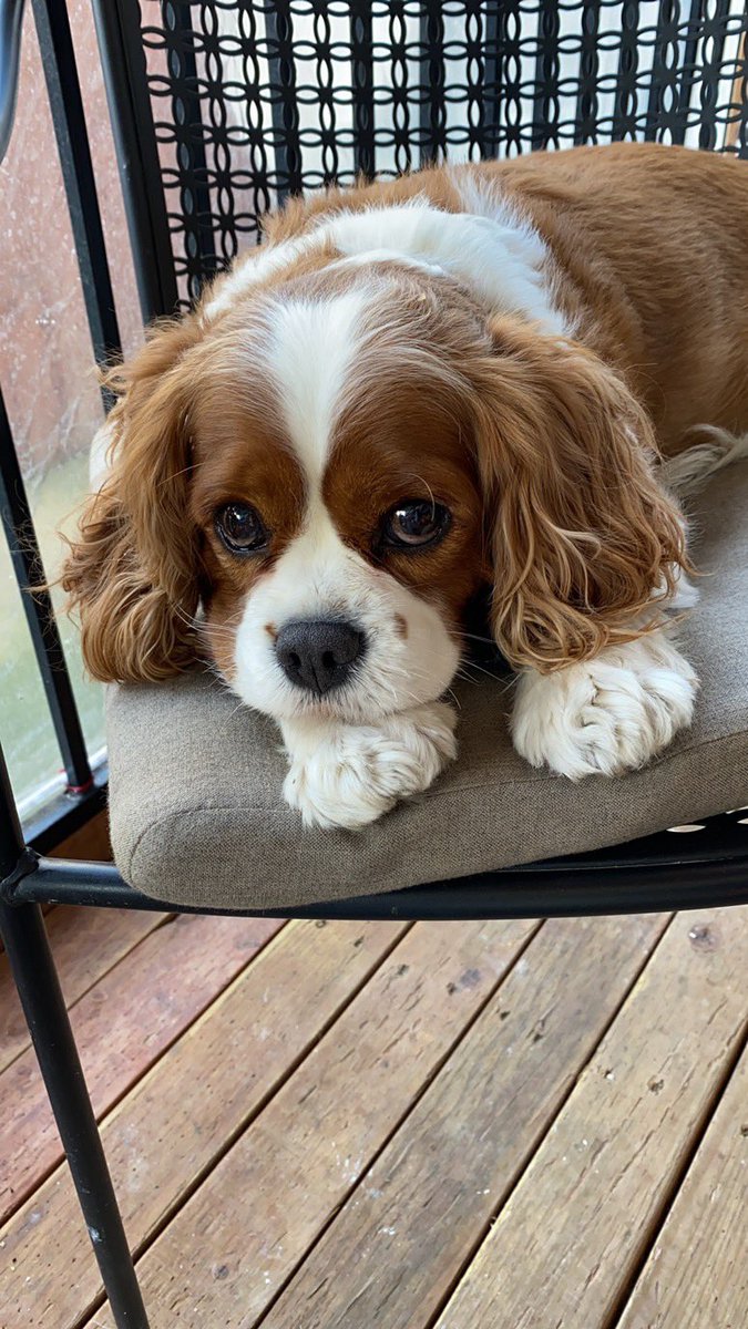 JingNft's tweet photo. @Jejouw @Imaginary_Ones @KarafuruNFT For sure is my 🐶,I love him sooo much!@MLawreanc @CleosCats https://t.co/Vn2OIUIbJr