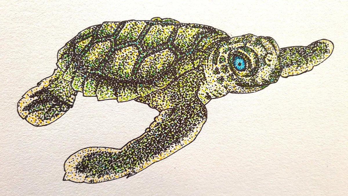 SeaSnakeBlanche's tweet image. *Latest drawing* This is a flatback turtle hatchling. The nesting habitat of this species is largely restricted to Australia. This special turtle nests on #Yunbenun, where I have the privilege of living on #WulgurukabaCountry.
#Flatbackturtle #Natatordepressus #turtlehatchling