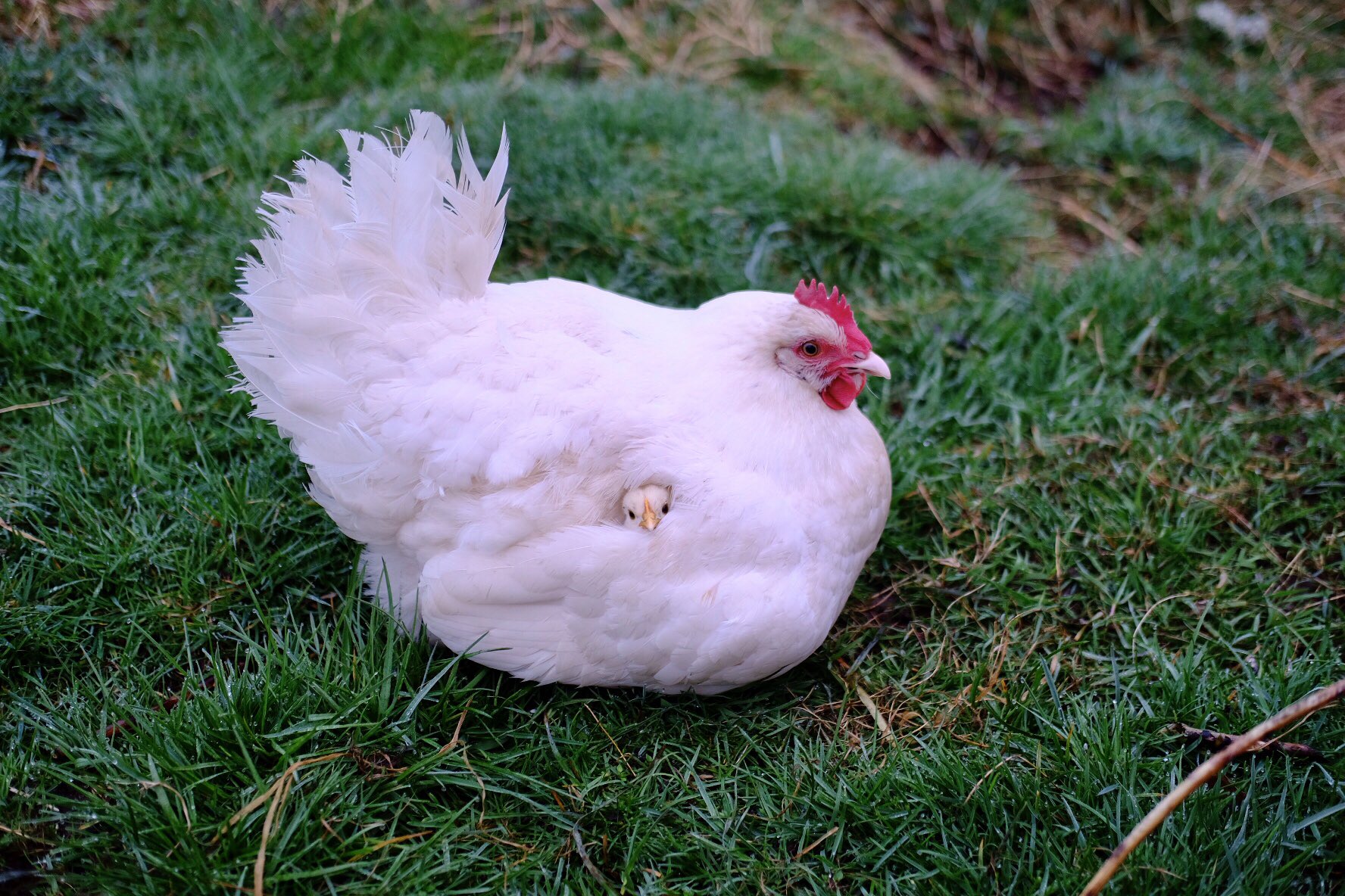 hedgesbackward on Twitter "Rogart 6.15am. Light mist. Heavy dew. A